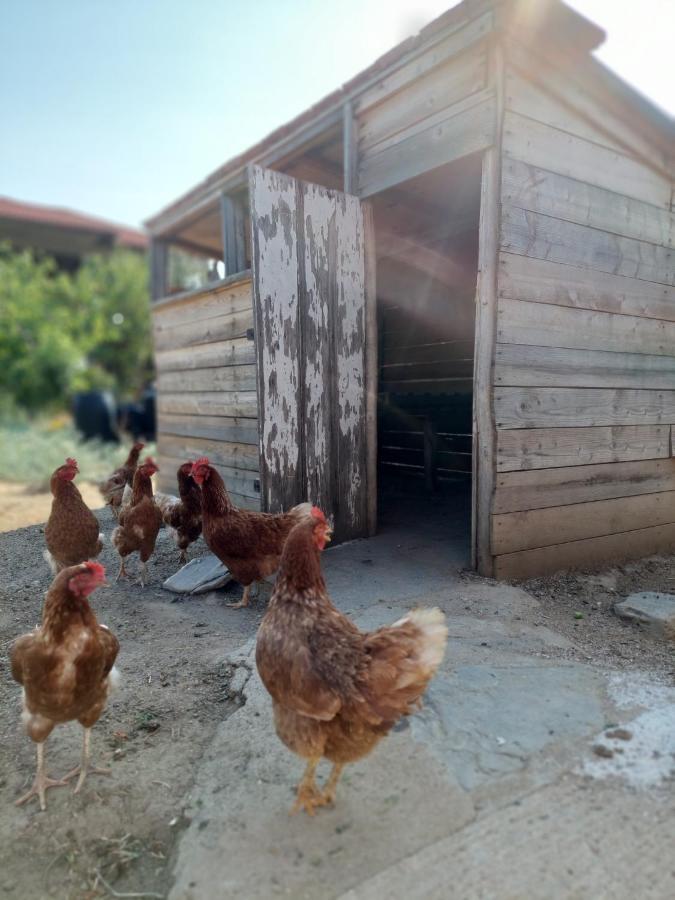 Agrikia Tis Vasilikis Apartment Ormilia Bagian luar foto