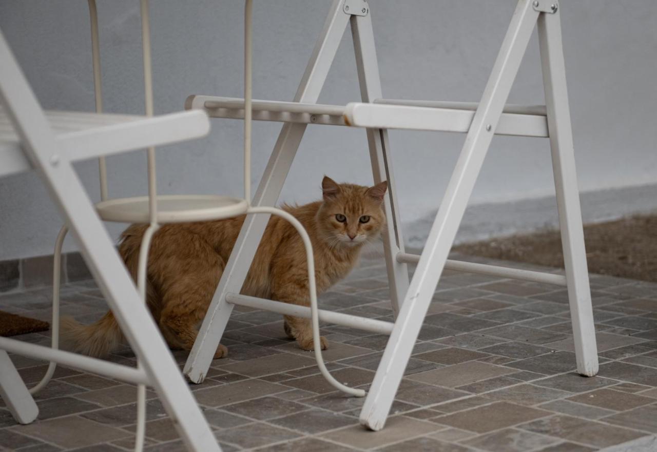 Agrikia Tis Vasilikis Apartment Ormilia Bagian luar foto