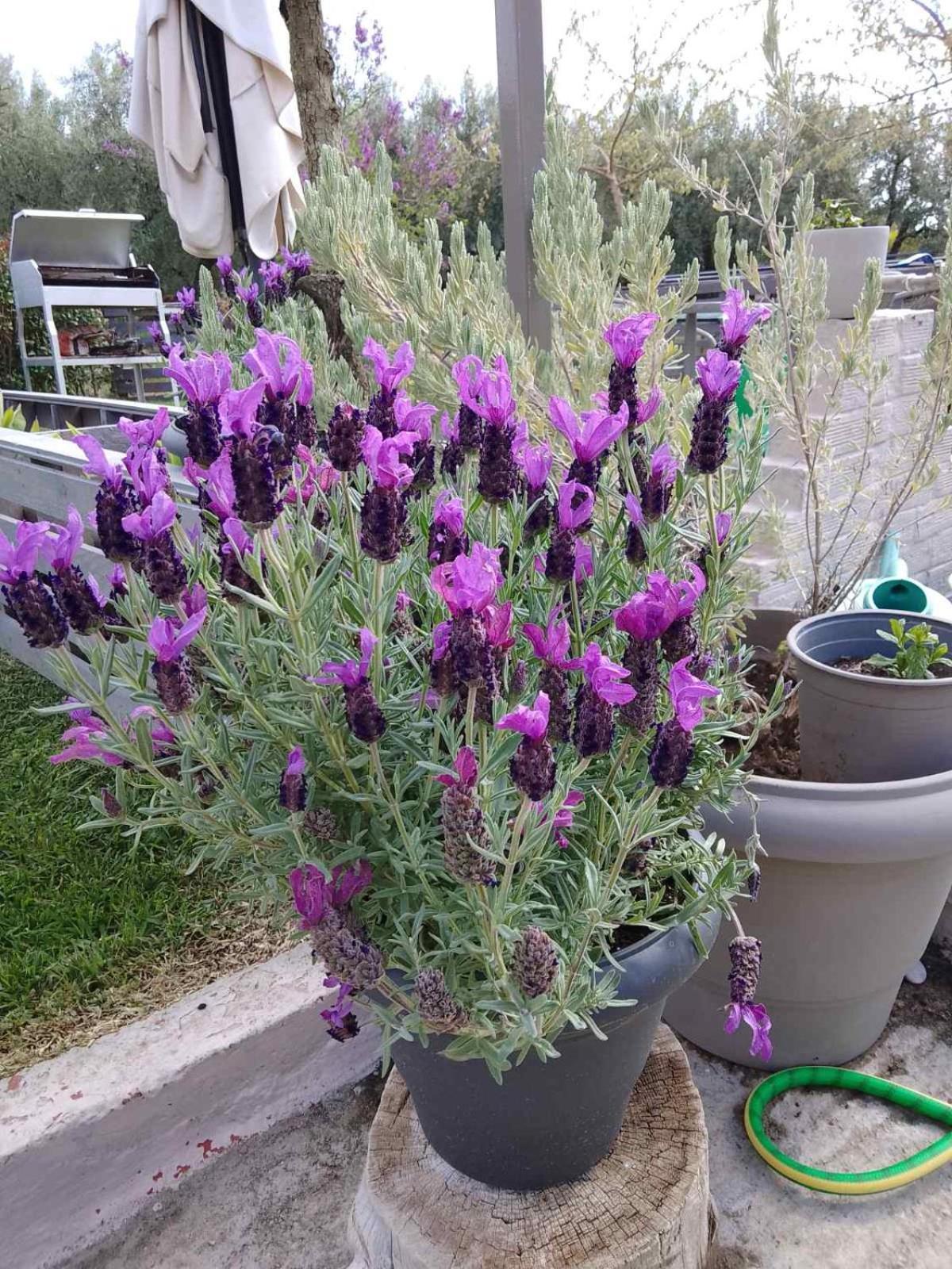 Agrikia Tis Vasilikis Apartment Ormilia Bagian luar foto